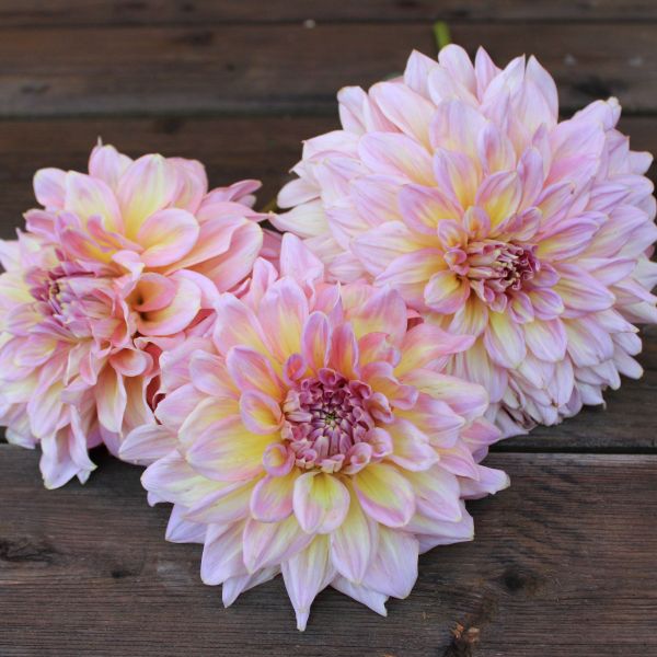 Strawberry Ice Dahlia Tuber