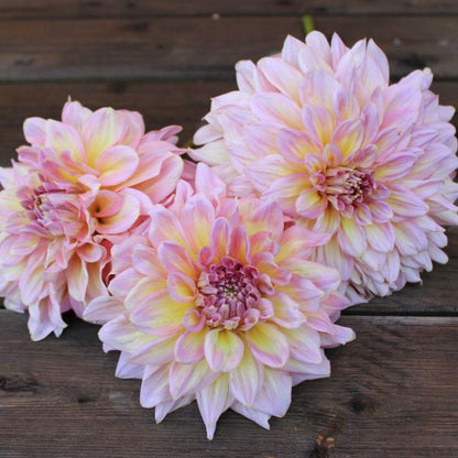 Strawberry Ice Dahlia Tuber
