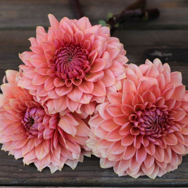 Sweet Sanne Dahlia Tuber