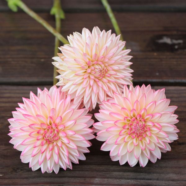 Valley Porcupine Dahlia Tuber