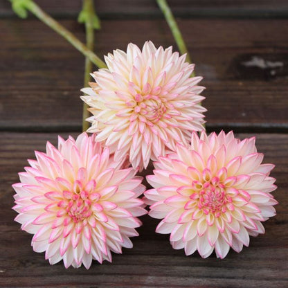 Valley Porcupine Dahlia Tuber