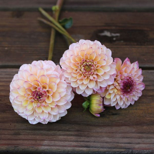 Wine Eyed Jill Dahlia Tuber