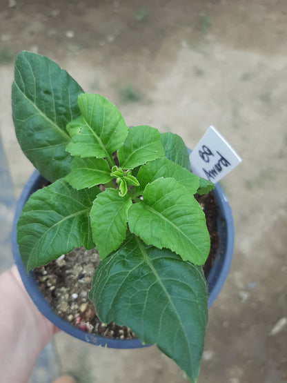 Bloomquist Award Potted Plant (For Local Pickup Only)