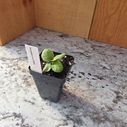 Pumpkin on a Stick Plant