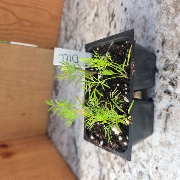 Dill Herb Plant- See Options