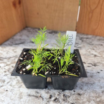 Dill Herb Plant- See Options