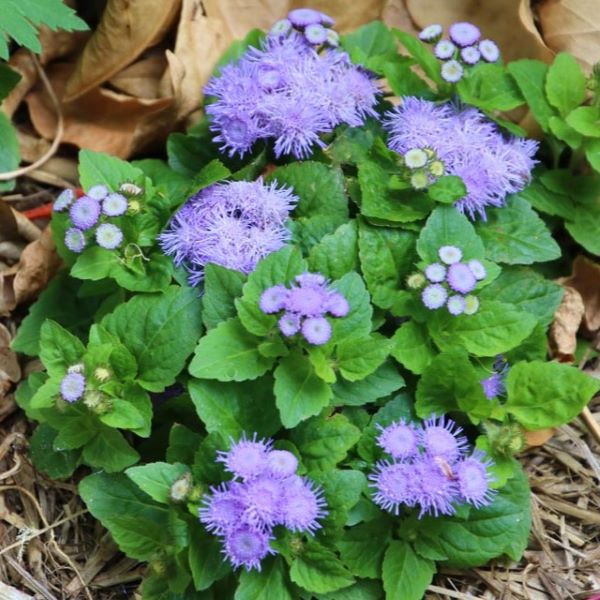 Mink Blue Dwarf Ageratum Plants- 6 pack