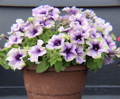 Petunia Amazonas Plum Cockatoo