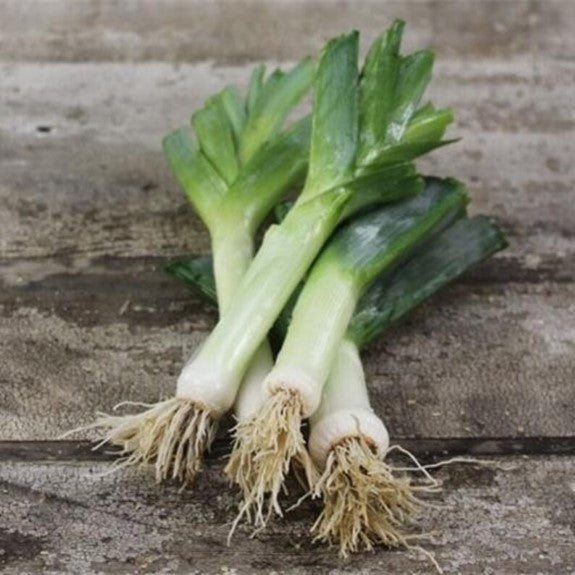 American Flag Leek Plants