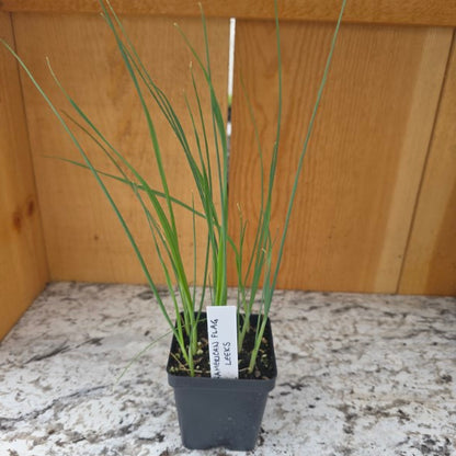 American Flag Leek Plants