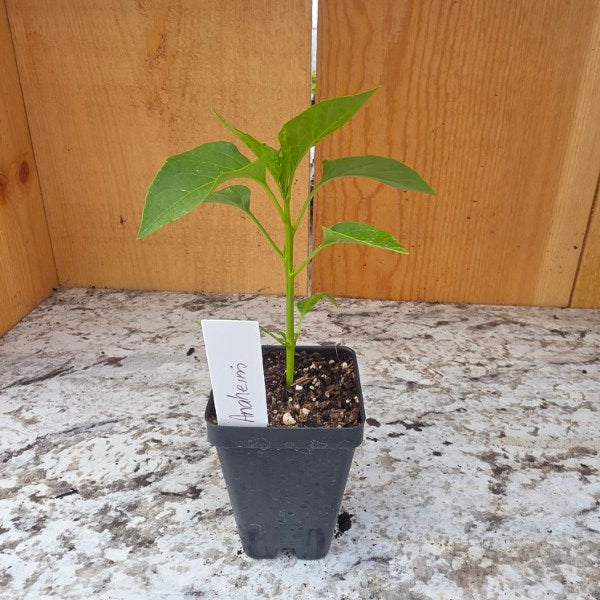 Anaheim Pepper Plant
