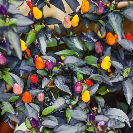 Autumn Time Ornamental Pepper Plant