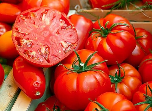 Beefsteak Tomato Plant