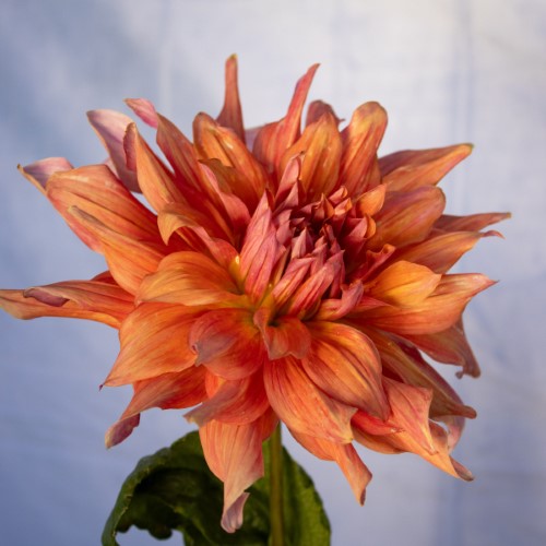 Belle of Barmera Dahlia Tuber