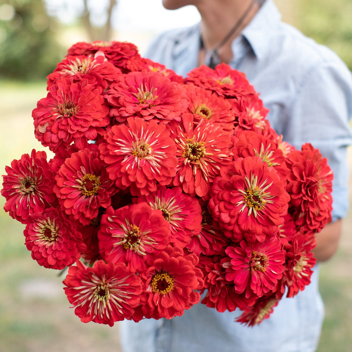 Coral Benary's Giant Zinnia 6 pack