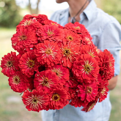 Coral Benary's Giant Zinnia 6 pack