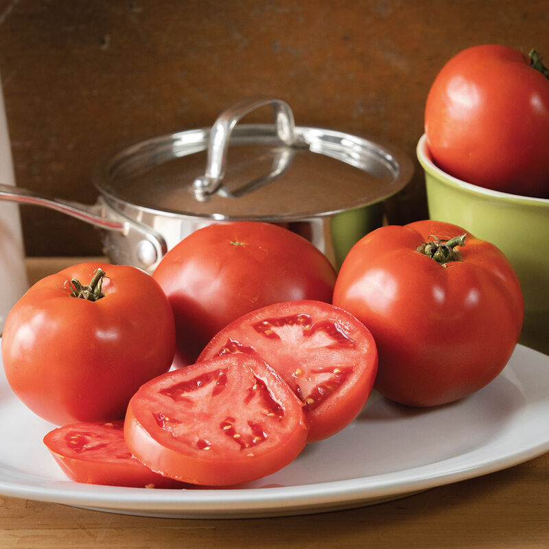 Big Beef + Tomato Plant
