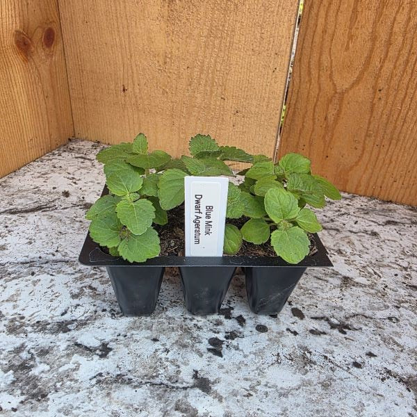Mink Blue Dwarf Ageratum Plants- 6 pack