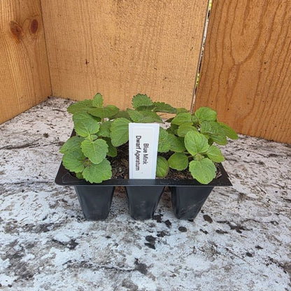 Mink Blue Dwarf Ageratum Plants- 6 pack