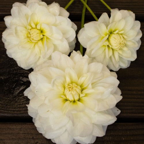 Bride to Be Dahlia Tuber (Single tuber or save with a 5 pack!)