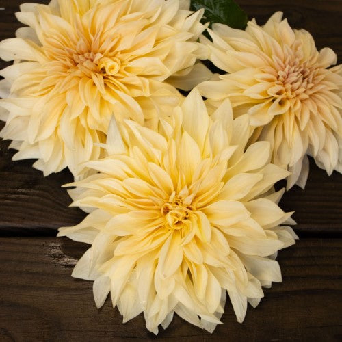 Cafe Au Lait Dahlia Tuber