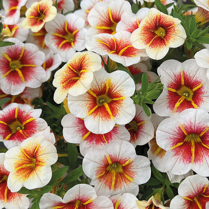Calibrachoa Calitastic Cappuccino