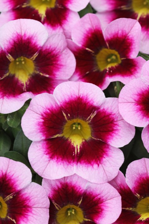 Calibrachoa Calibasket Glamorous