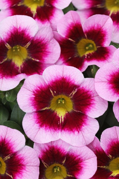 Calibrachoa Calibasket Glamorous