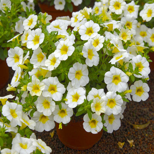 Calibrachoa Calibasket Sunnyside