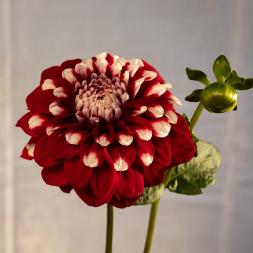 Checkers Dahlia Tuber