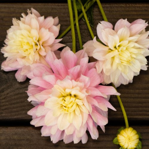 Chilson's Pride Dahlia Tuber