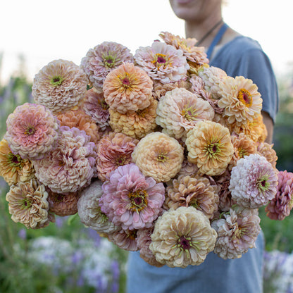 Precious Metals Floret Zinnia 6 pack
