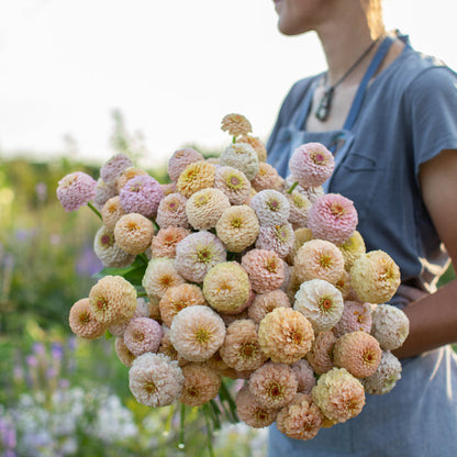 Victorian Wedding Floret Zinnia 6 pack
