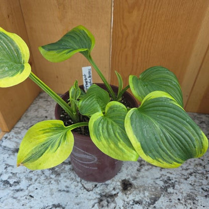Fragrant Dream Hosta Plant