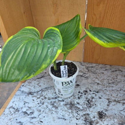 Fragrant Dream Hosta Plant