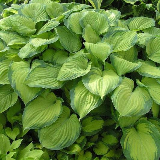 Guacamole Hosta Perennial