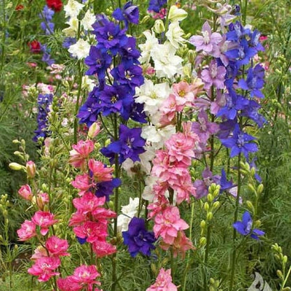 Imperial Delphinium Mix Perennial Plant