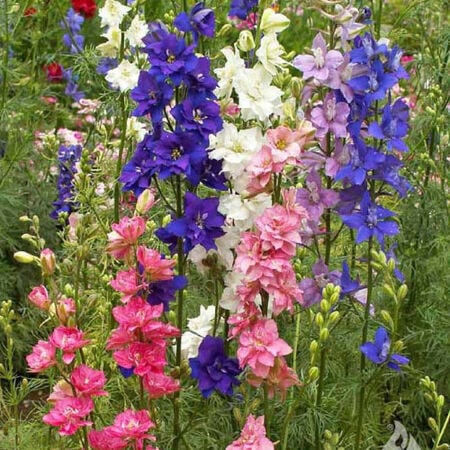 Imperial Delphinium Mix Perennial Plant