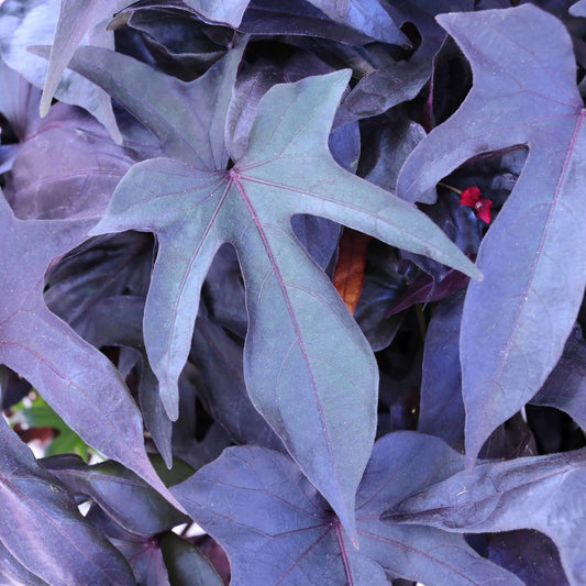 Sweet Potato Vine- FloraMia Black