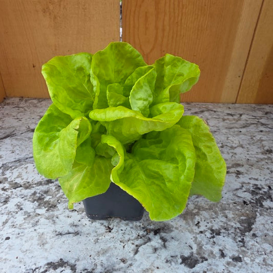 Landis Winter Lettuce Plant