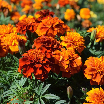 Marigold- Fireball  (6 pack)