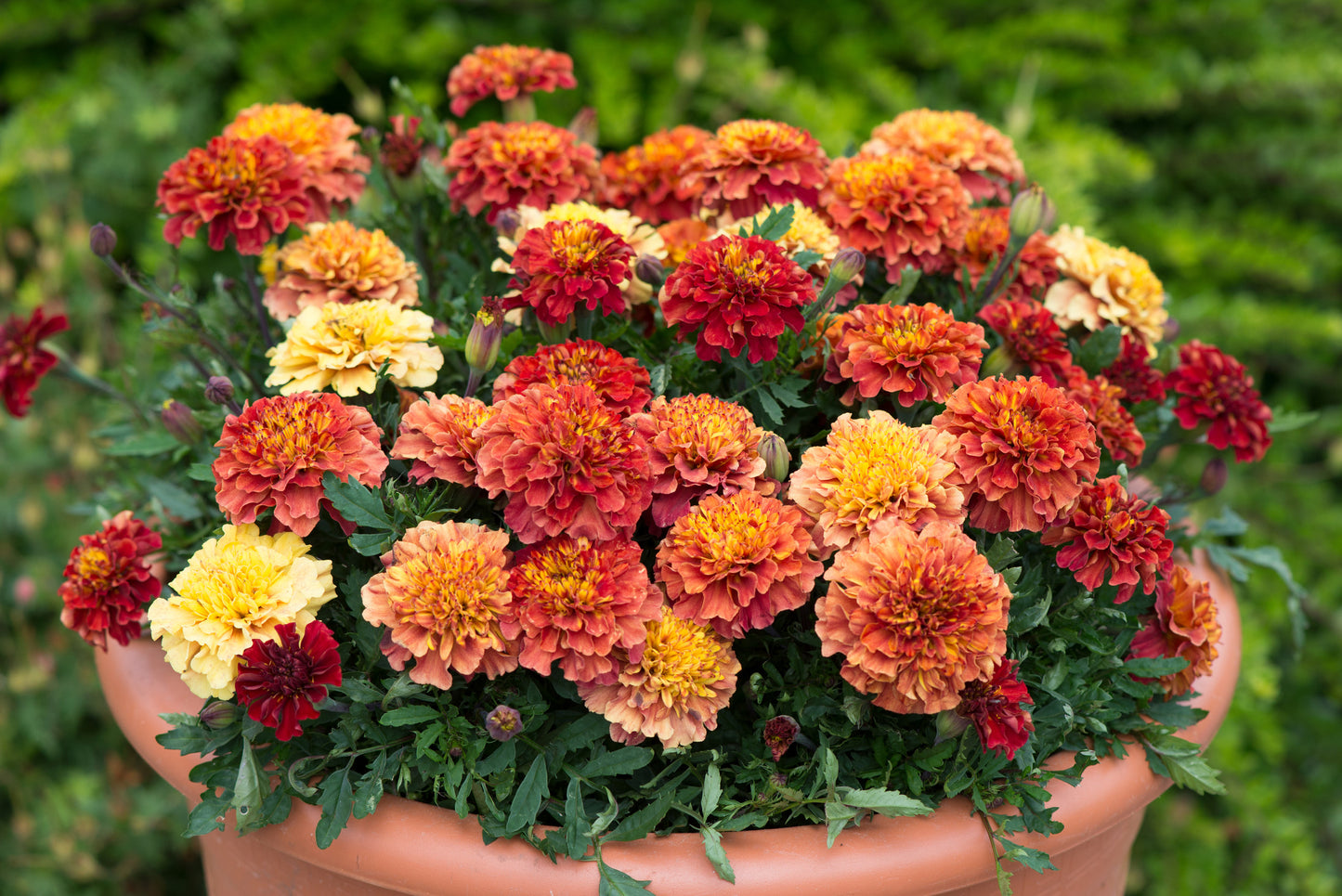 Marigold- Strawberry Blonde  (6 pack)