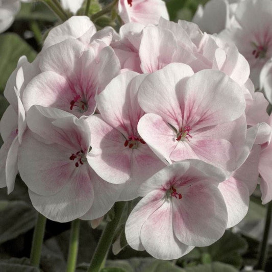 Maverick Appleblossom Geranium Plant