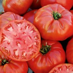 Mortgage Lifter Tomato Plant