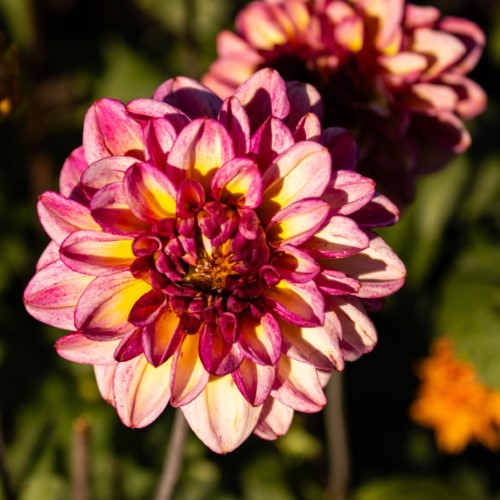 Muchacha Dahlia Tuber