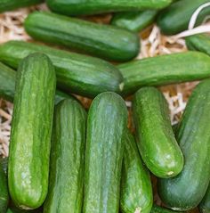Muncher Cucumber Plant