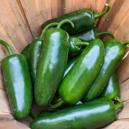 Nadapeno Pepper Plant