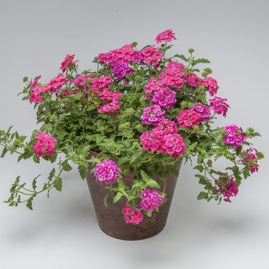 Verbena Obsession Cascade Pink Shades