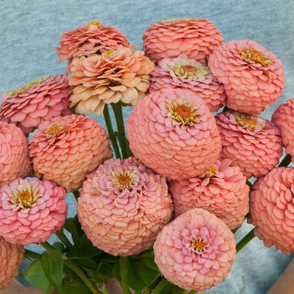 Oklahoma Salmon Zinnia 4 pack