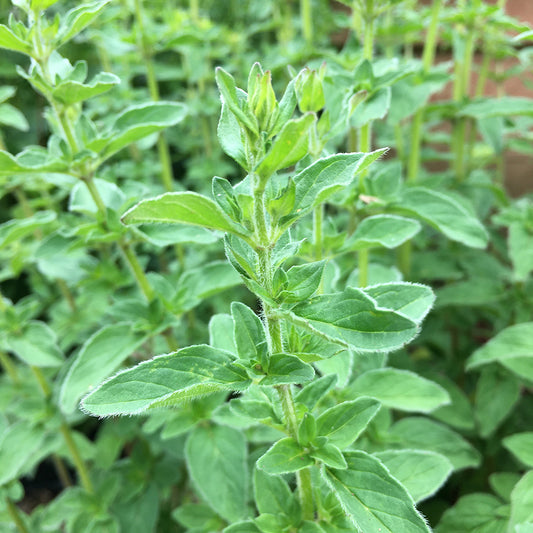 Greek Oregano Perennial Herb Plant